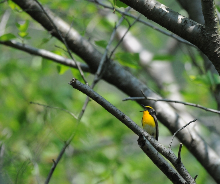 一日中、キビタキ。