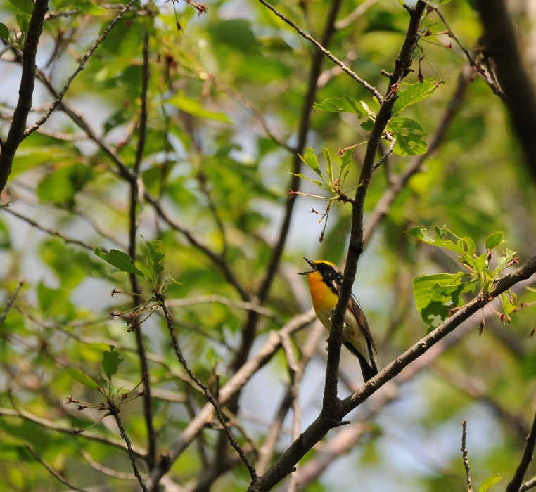 一日中、キビタキ。