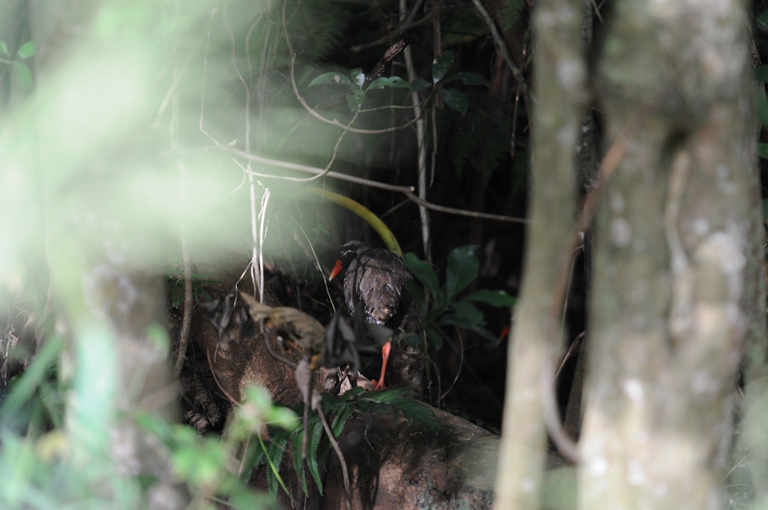 ヤンバルクイナ。