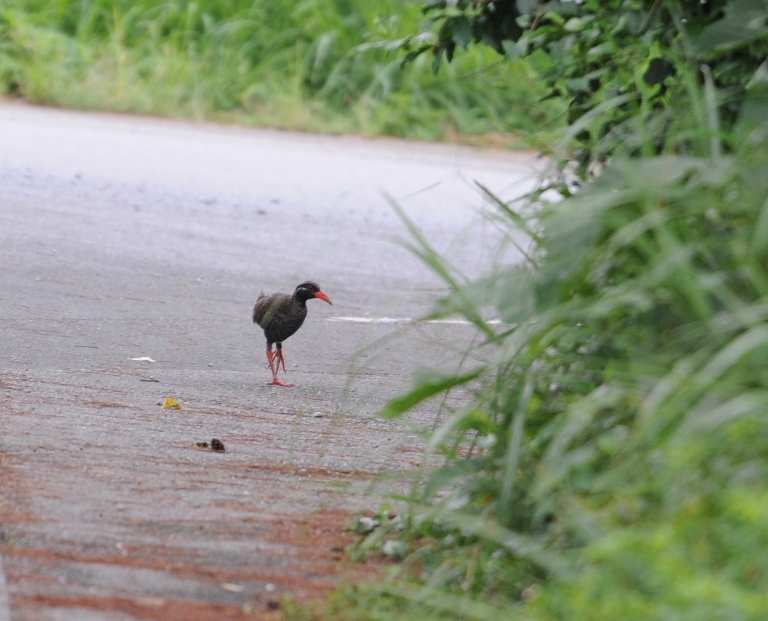 ヤンバルクイナ。
