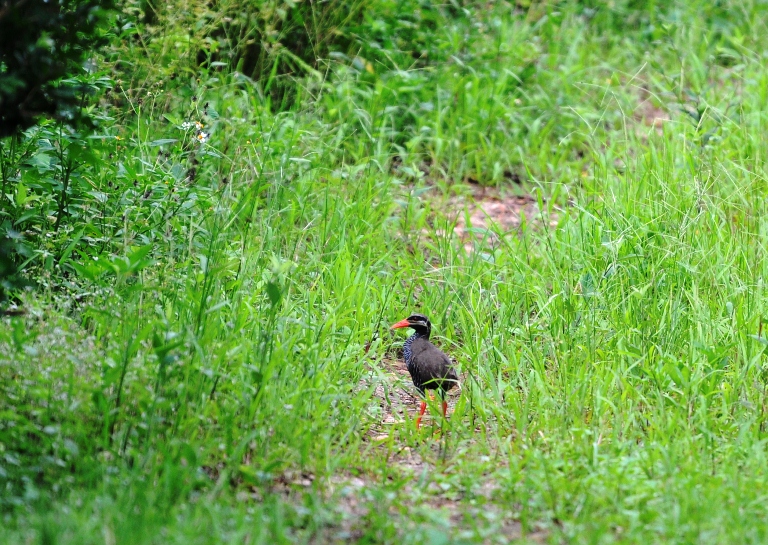 ヤンバルクイナ。