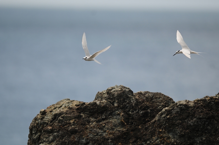 エリグロアジサシ。