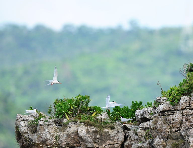 ベニアジサシ。