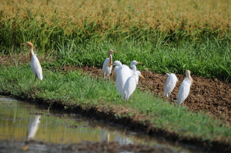 クロツラヘラサギｅｔｃ。
