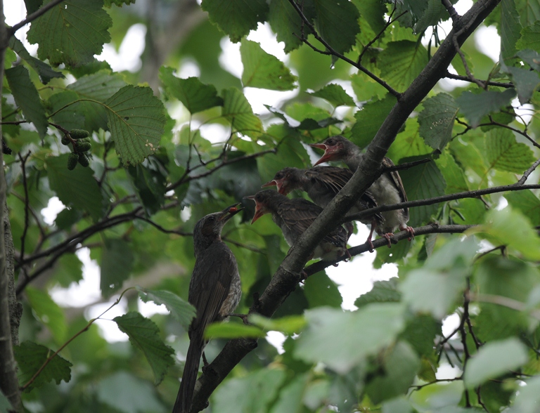 8/22のお山・ヒヨドリ子育て①