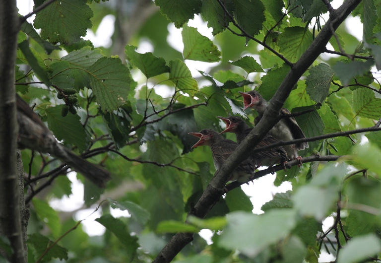 8/22のお山・ヒヨドリ子育て①