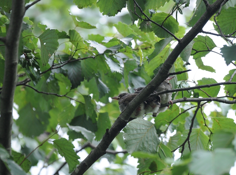 8/22のお山・ヒヨドリ子育て①