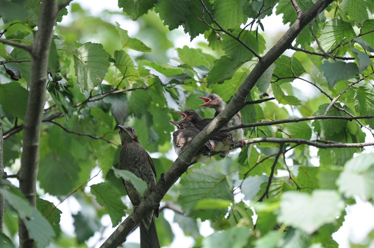ヒヨドリ子育て②