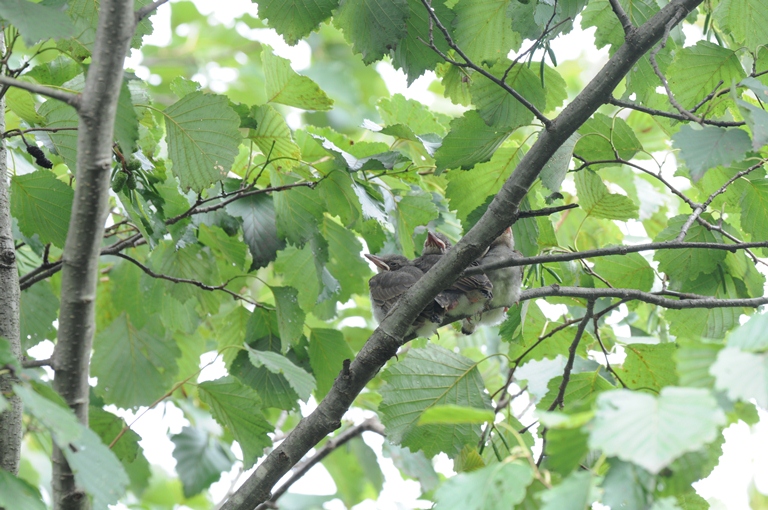 ヒヨドリ子育て②