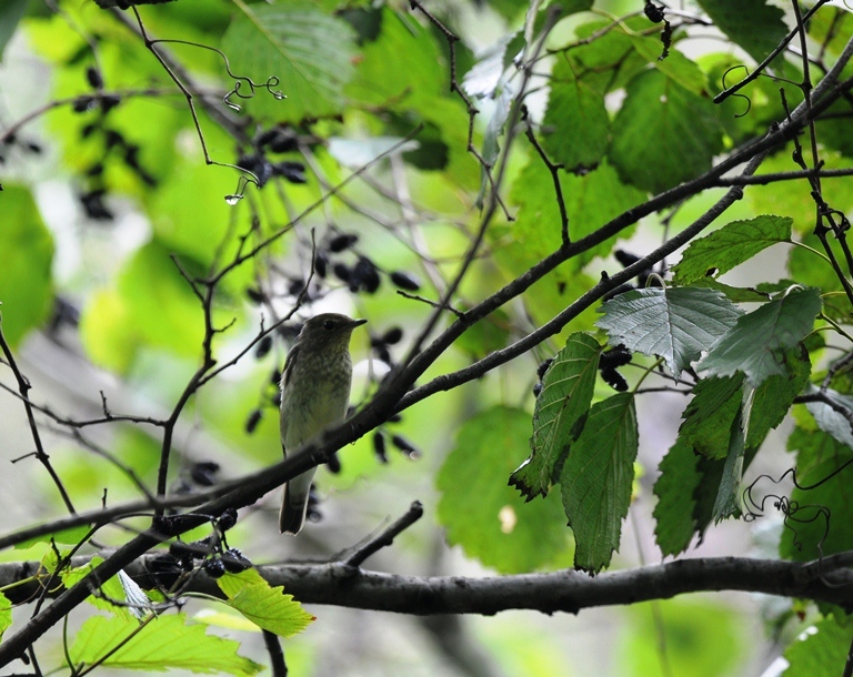 台風一過のお山