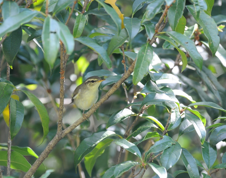 10/21の森・メボソムシクイ