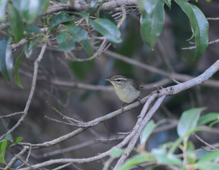 10/21の森・メボソムシクイ
