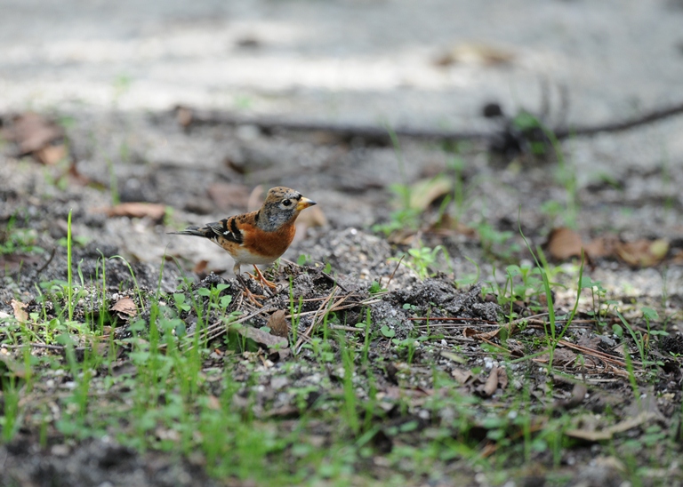10/15の森・アトリ