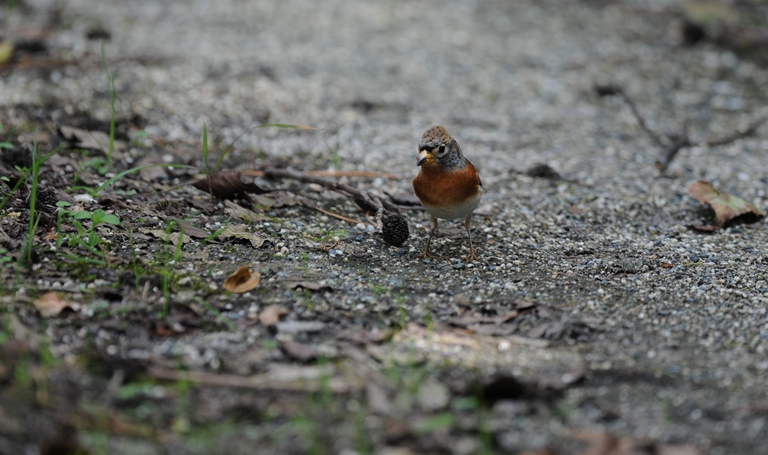 10/15の森・アトリ