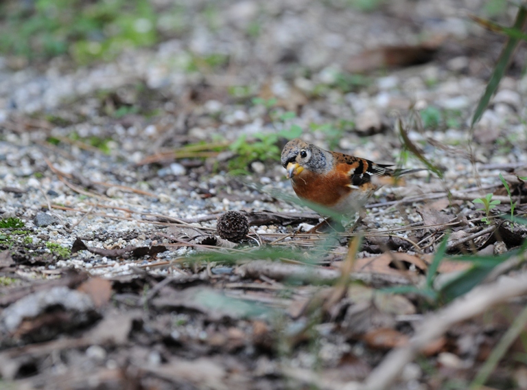 10/15の森・アトリ