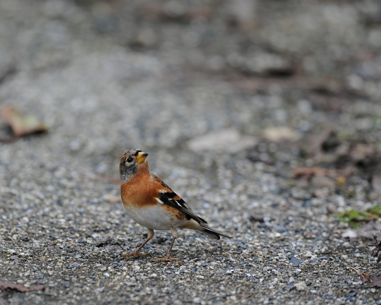 10/15の森・アトリ