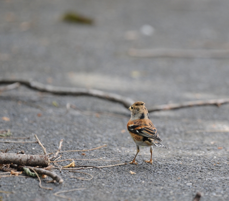 10/15の森・アトリ