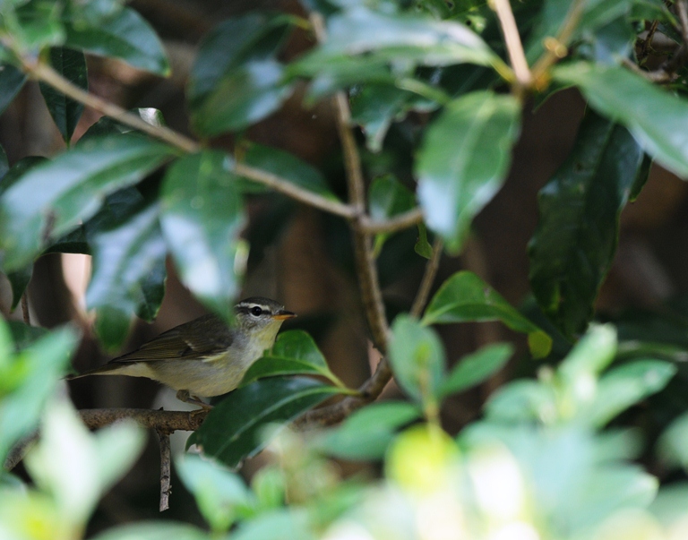 10/21の森・メボソムシクイ