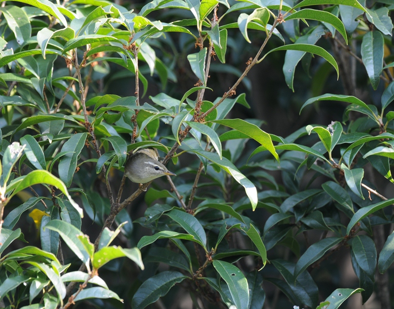 10/21の森・メボソムシクイ