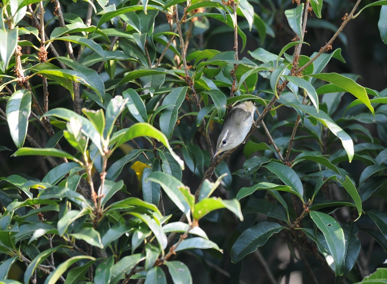 10/21の森・メボソムシクイ