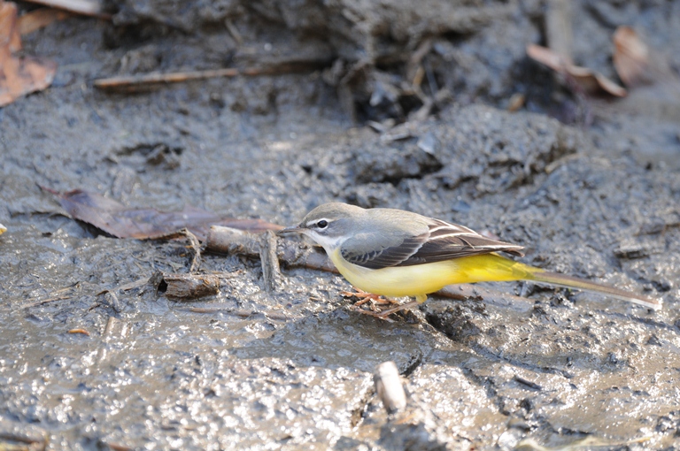 シメ・キセキレイ