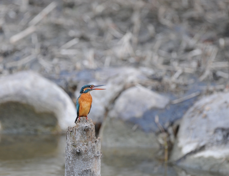 カワセミ・10/31