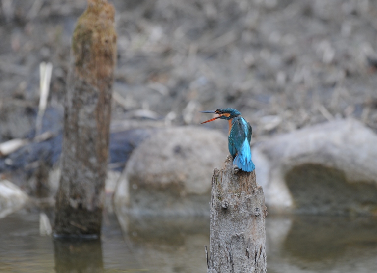 カワセミ・10/31