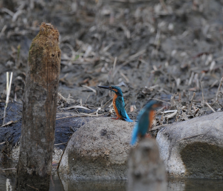 カワセミ・10/31