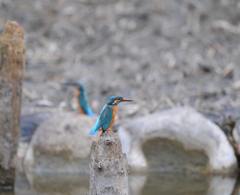 カワセミ・10/31
