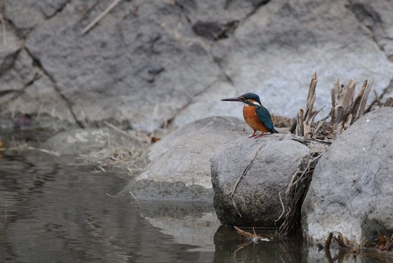 カワセミ・10/31