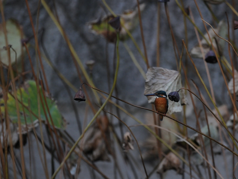 カワセミ・10/31