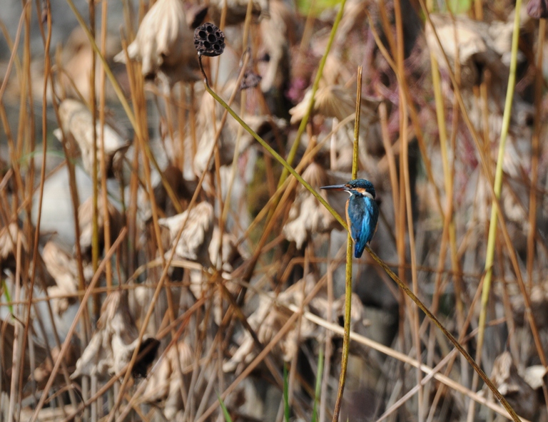カワセミ・11/1