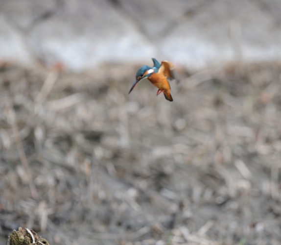 カワセミ・11/1
