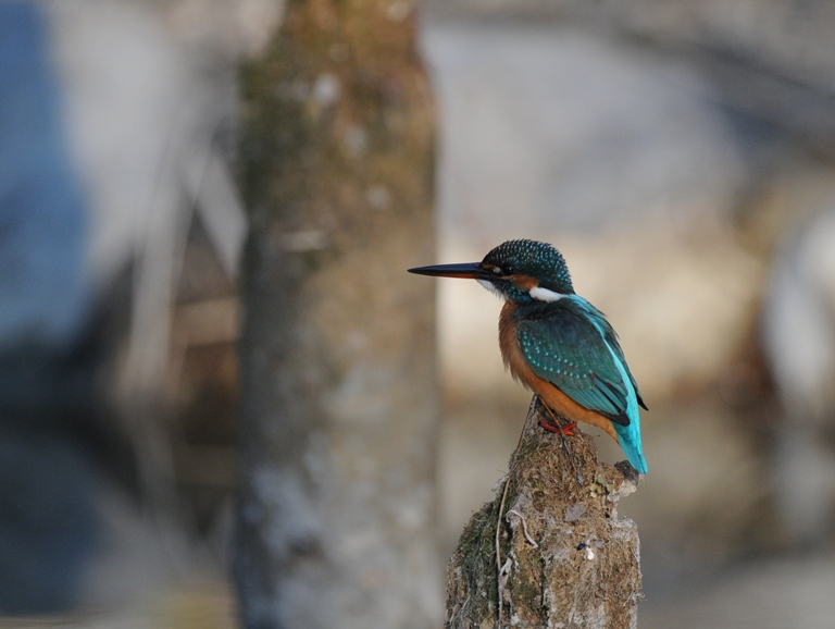 今日もカワセミ