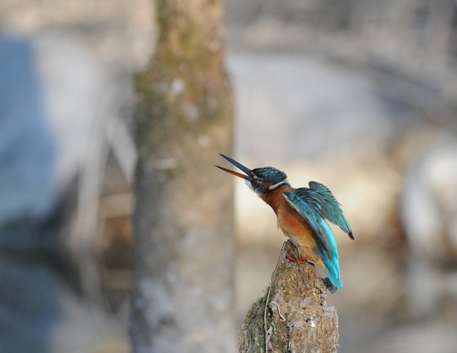 今日もカワセミ