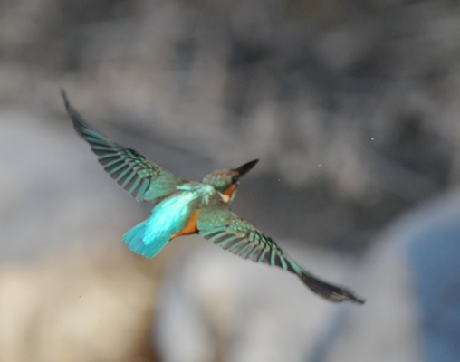今日もカワセミ