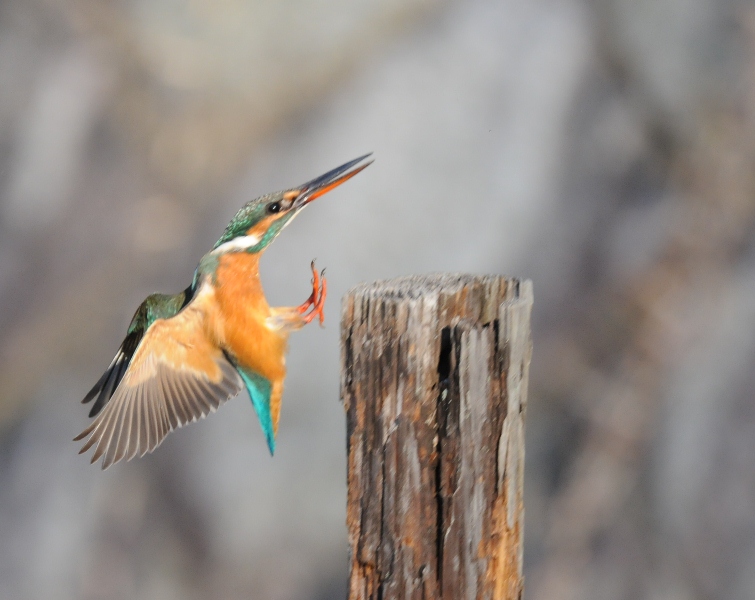 今日もカワセミ