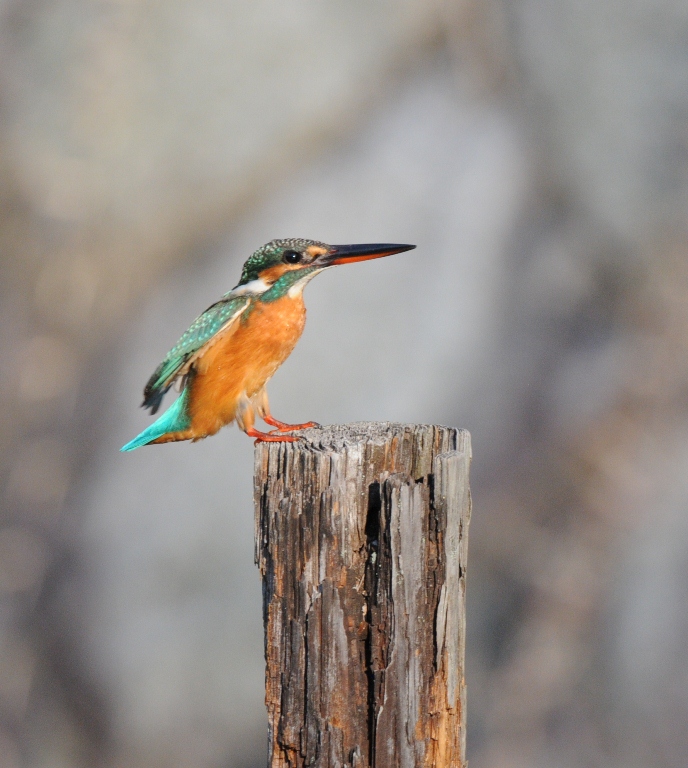 今日もカワセミ