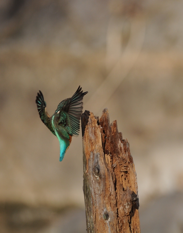 今日もカワセミ
