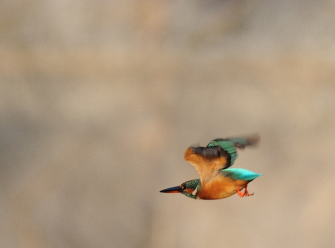 今日もカワセミ
