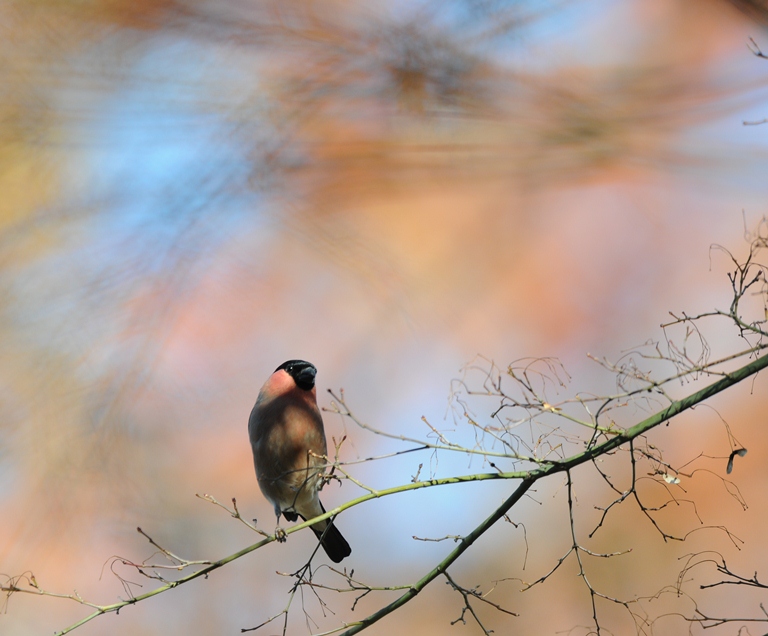 １２/７のお山・ウソ