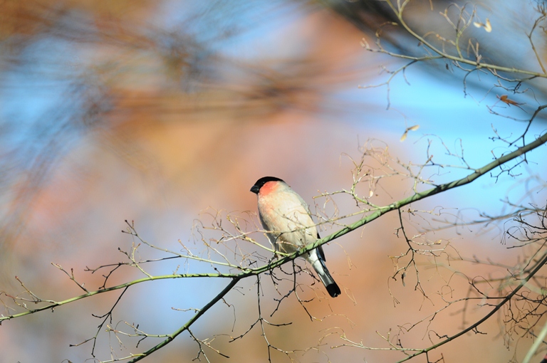 １２/７のお山・ウソ