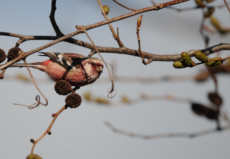 森のベニマシコ