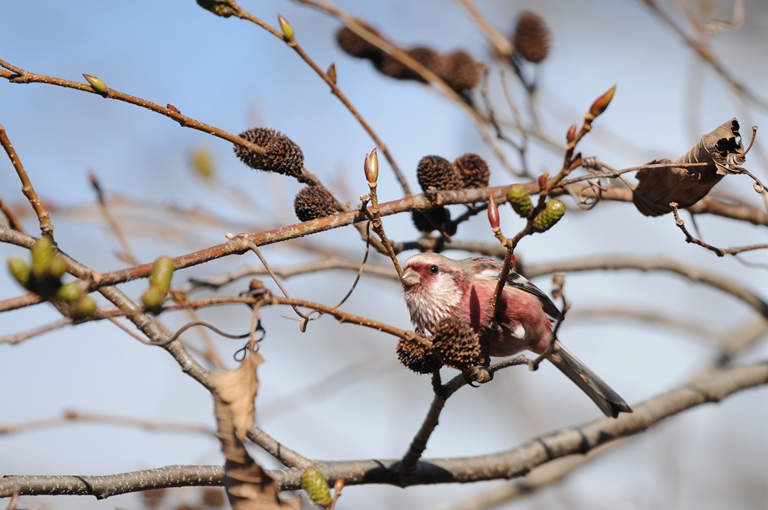 森のベニマシコ