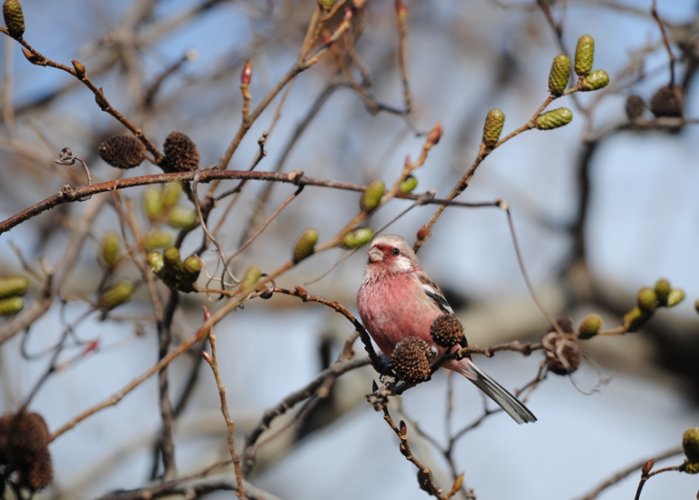 森のベニマシコ
