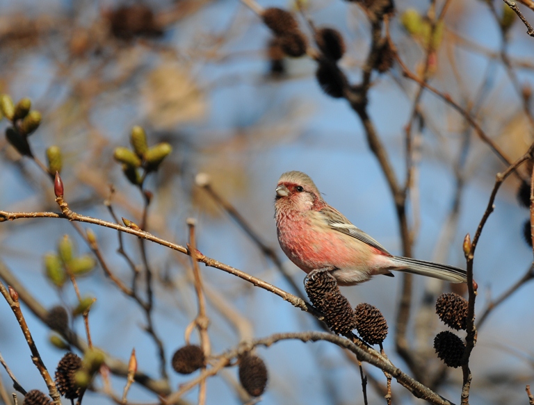 森のベニマシコ