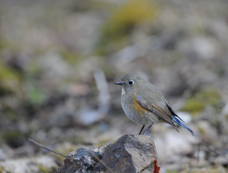久し振りのお山。