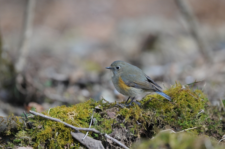 久し振りのお山。