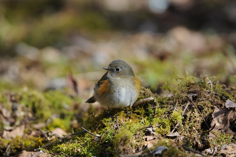 久し振りのお山。