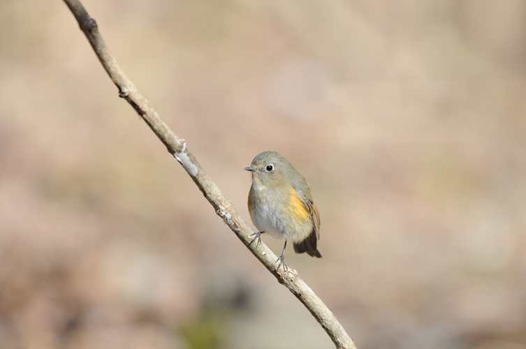 久し振りのお山。